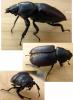 Lucanus cervus